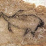 Que nous apprend ce dessin à propos du climat en Provence à l’époque des peintures de la grotte Cosquer ? (cliquez sur l'image)