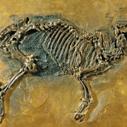A Messel, en Allemagne, comment les fossiles d'éohippus se sont-ils formés (cliquez sur l'image pour l'agrandir) ?