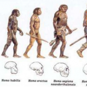 Durant quelle période ont vécu l'homo habilis et l'homme de Neandertal ?